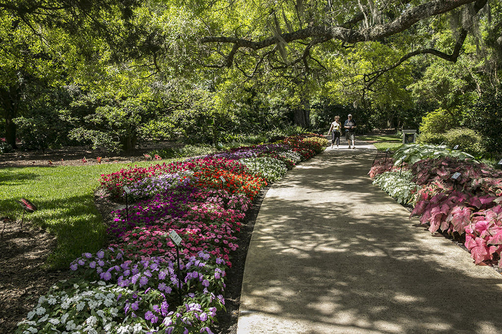 A gorgeous garden with a stunning flower by the sidewalk and a couple walking surrounded by green trees.